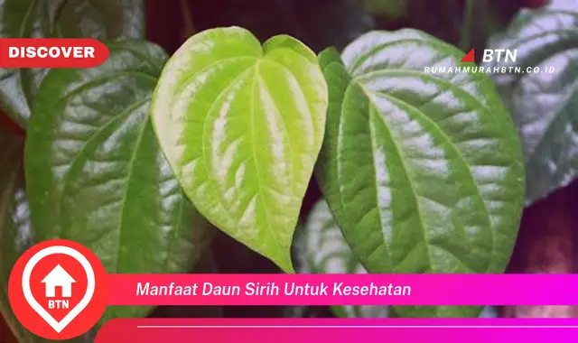 manfaat daun sirih untuk kesehatan