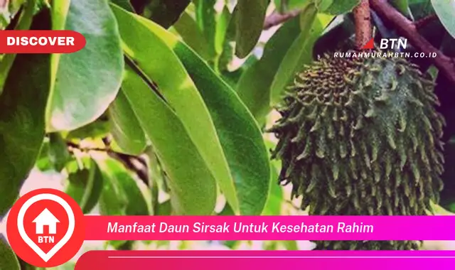 manfaat daun sirsak untuk kesehatan rahim