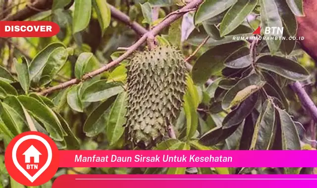 manfaat daun sirsak untuk kesehatan