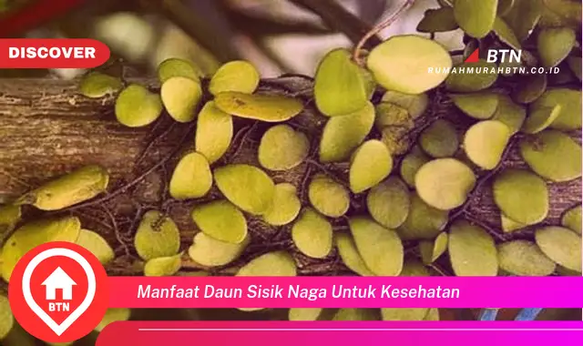 manfaat daun sisik naga untuk kesehatan