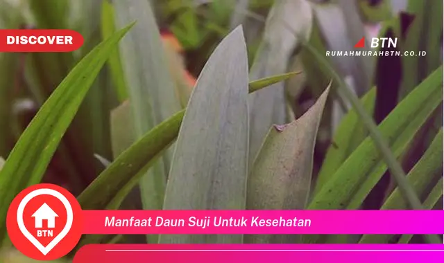 manfaat daun suji untuk kesehatan