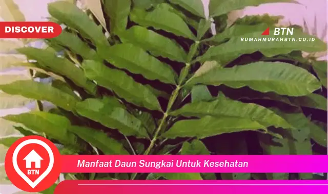 manfaat daun sungkai untuk kesehatan