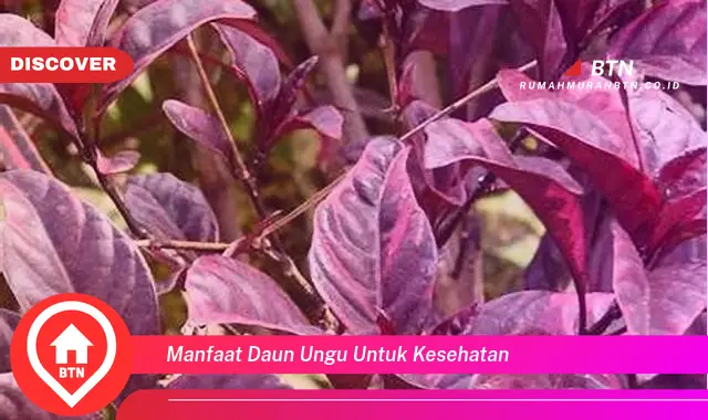 manfaat daun ungu untuk kesehatan