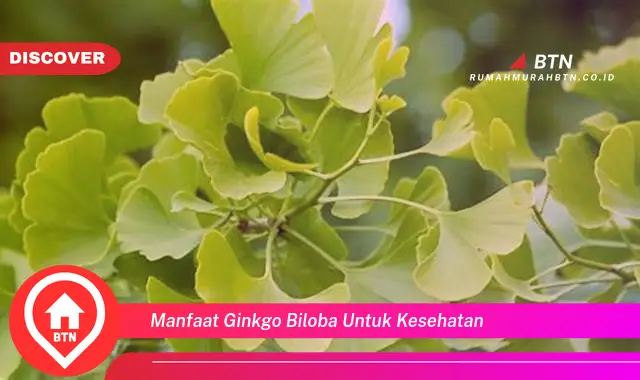 manfaat ginkgo biloba untuk kesehatan