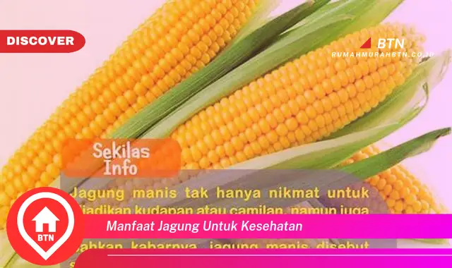 manfaat jagung untuk kesehatan