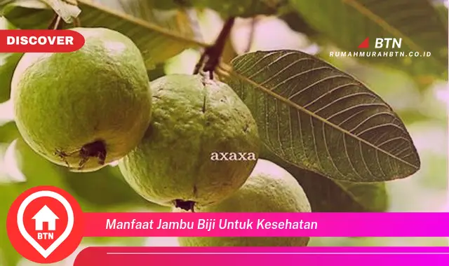 manfaat jambu biji untuk kesehatan