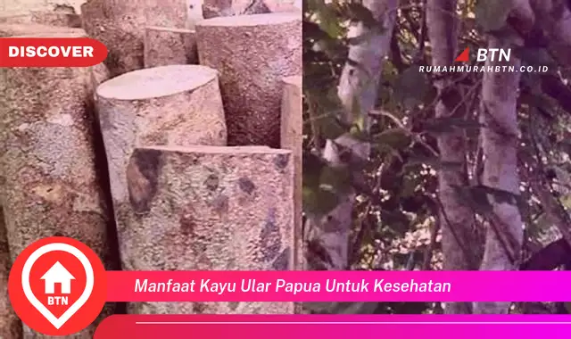 manfaat kayu ular papua untuk kesehatan