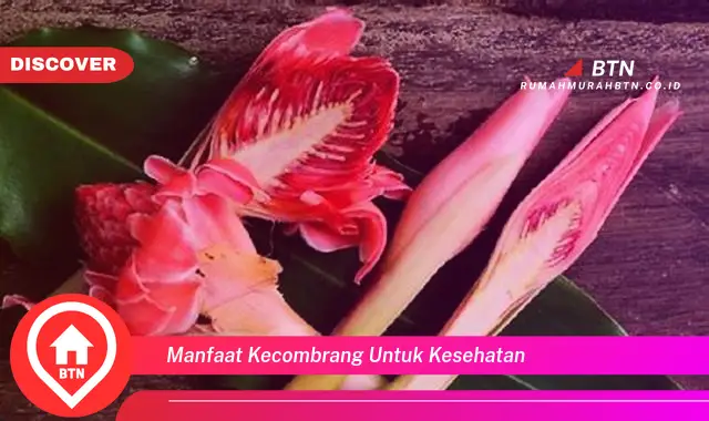 manfaat kecombrang untuk kesehatan