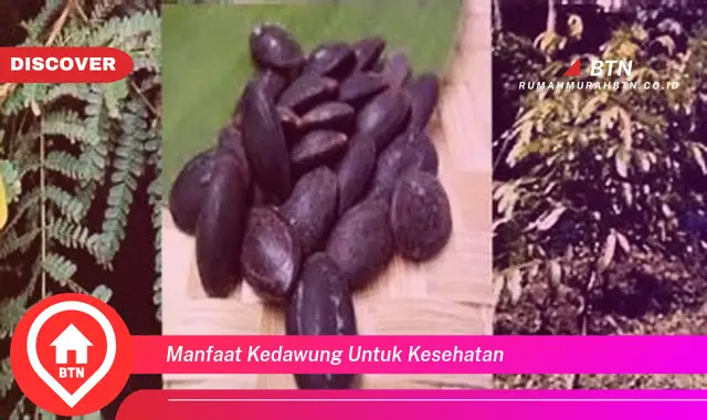 manfaat kedawung untuk kesehatan