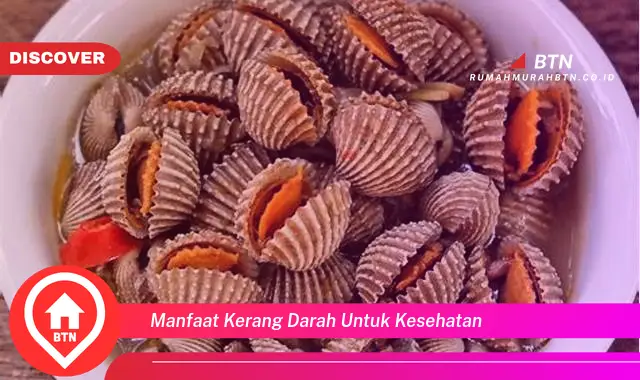 manfaat kerang darah untuk kesehatan