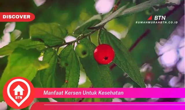 manfaat kersen untuk kesehatan