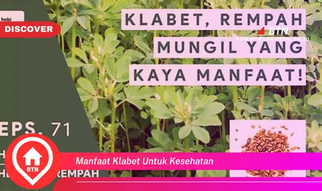 manfaat klabet untuk kesehatan