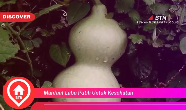 manfaat labu putih untuk kesehatan