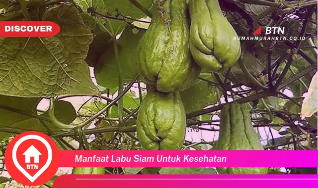 manfaat labu siam untuk kesehatan