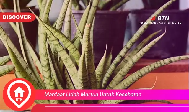 manfaat lidah mertua untuk kesehatan