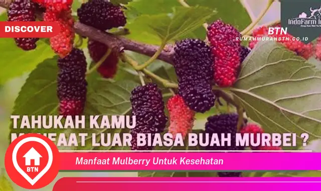 manfaat mulberry untuk kesehatan