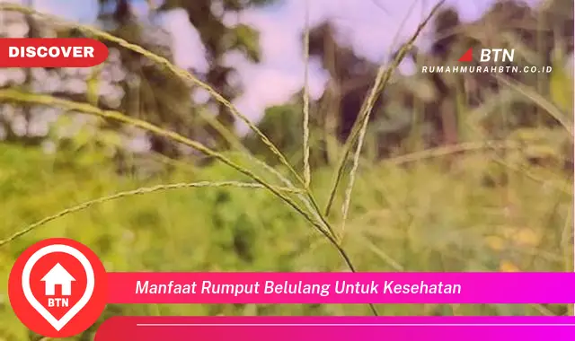 manfaat rumput belulang untuk kesehatan