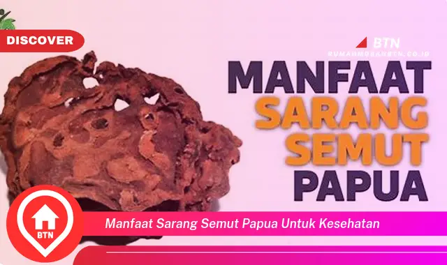 manfaat sarang semut papua untuk kesehatan