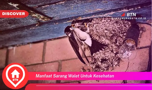 manfaat sarang walet untuk kesehatan