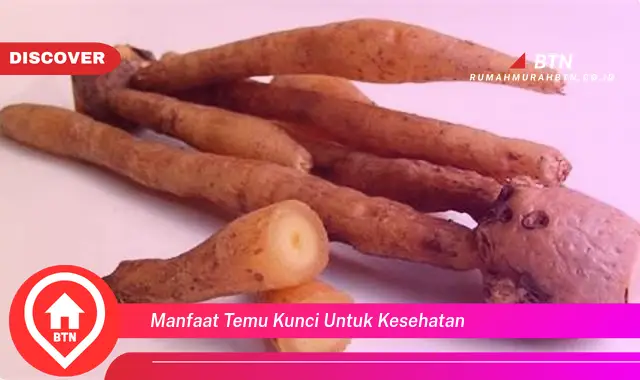 manfaat temu kunci untuk kesehatan