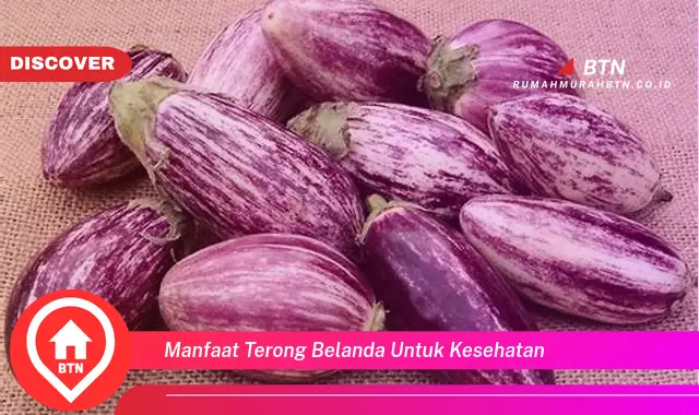 manfaat terong belanda untuk kesehatan