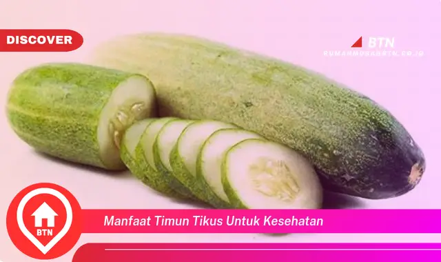 manfaat timun tikus untuk kesehatan