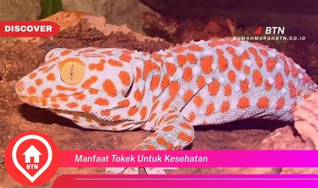 manfaat tokek untuk kesehatan