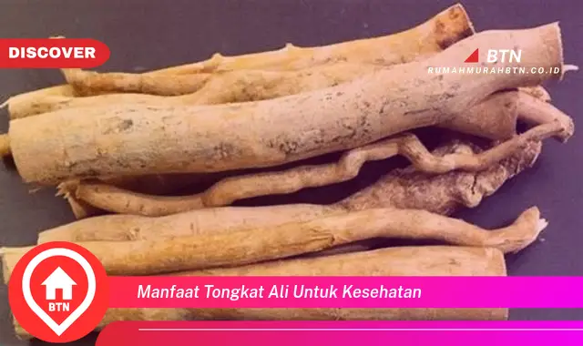 manfaat tongkat ali untuk kesehatan