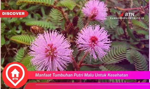 manfaat tumbuhan putri malu untuk kesehatan