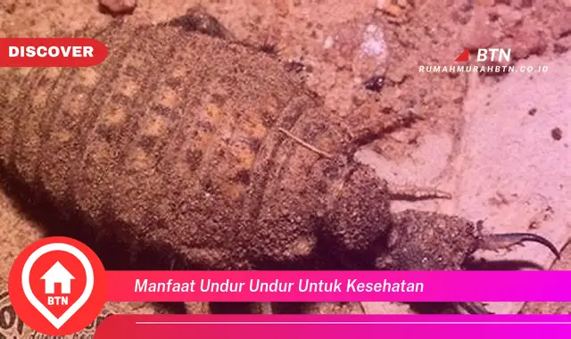 manfaat undur undur untuk kesehatan