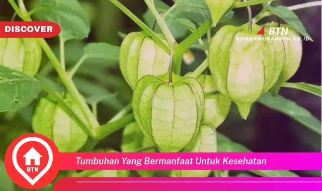 tumbuhan yang bermanfaat untuk kesehatan