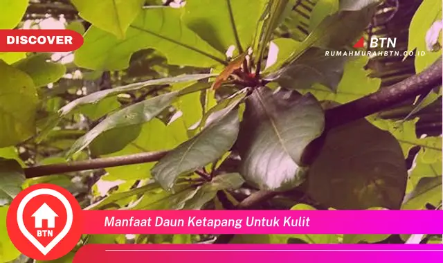 manfaat daun ketapang untuk kulit