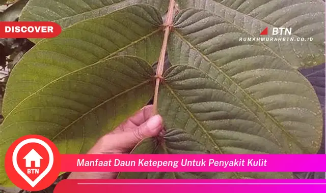 manfaat daun ketepeng untuk penyakit kulit