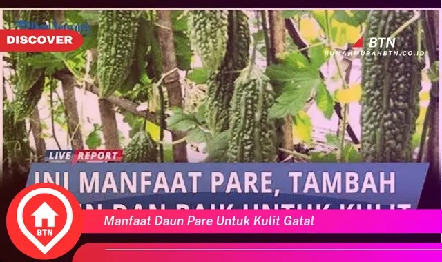 manfaat daun pare untuk kulit gatal