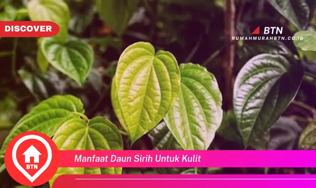 manfaat daun sirih untuk kulit