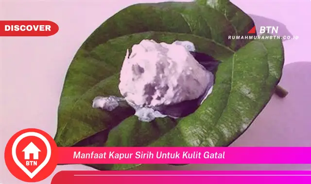 manfaat kapur sirih untuk kulit gatal