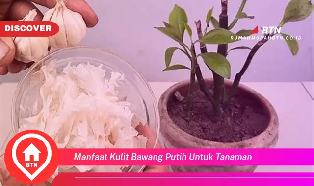 manfaat kulit bawang putih untuk tanaman