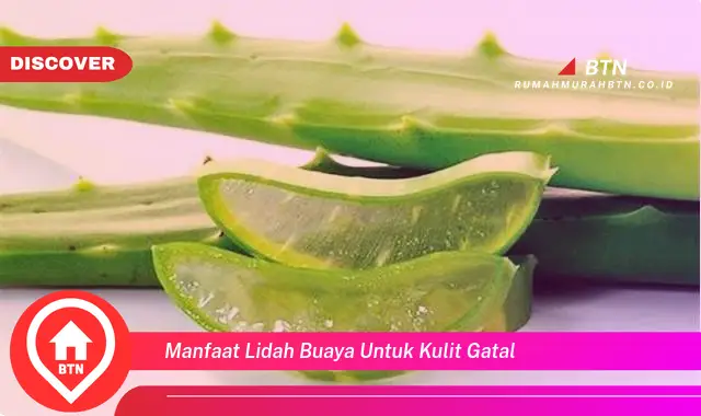 manfaat lidah buaya untuk kulit gatal