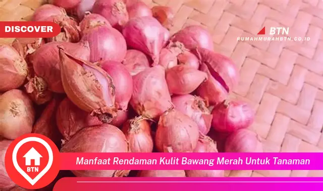 manfaat rendaman kulit bawang merah untuk tanaman