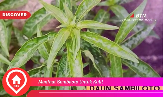 manfaat sambiloto untuk kulit