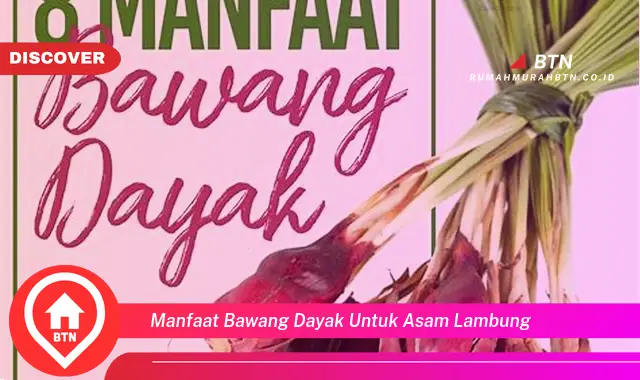 manfaat bawang dayak untuk asam lambung