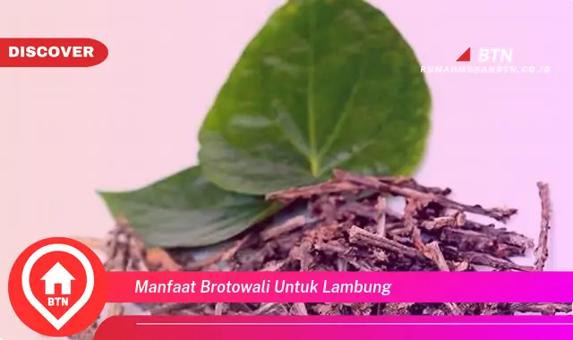 manfaat brotowali untuk lambung