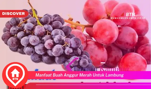 manfaat buah anggur merah untuk lambung