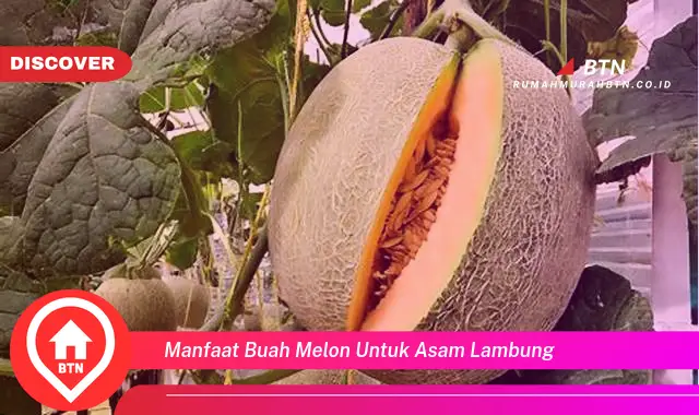 manfaat buah melon untuk asam lambung