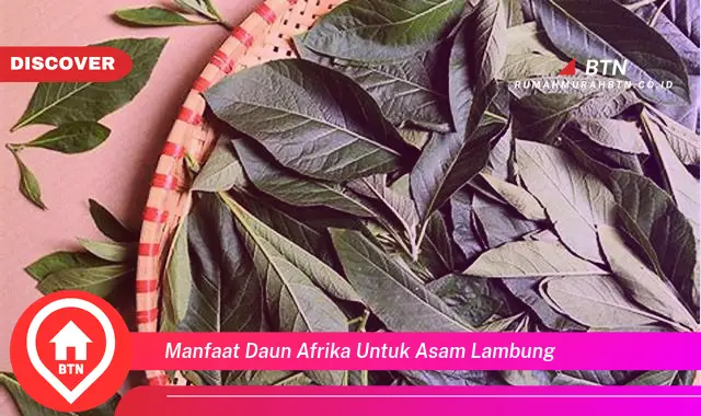 manfaat daun afrika untuk asam lambung