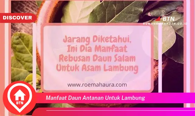 manfaat daun antanan untuk lambung