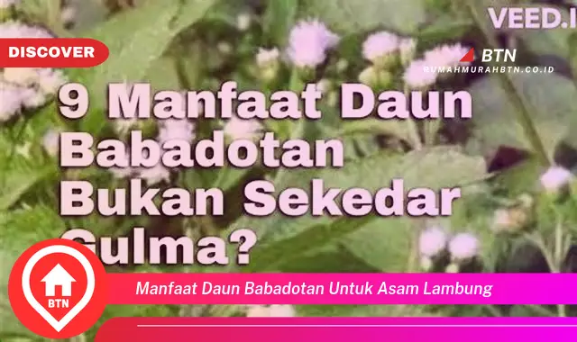 manfaat daun babadotan untuk asam lambung