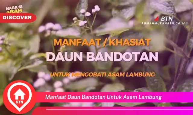 manfaat daun bandotan untuk asam lambung