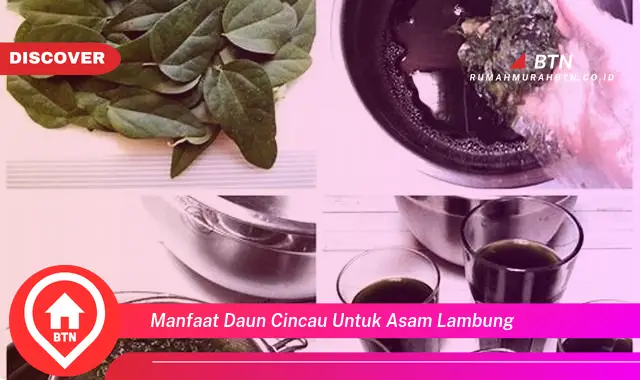 manfaat daun cincau untuk asam lambung