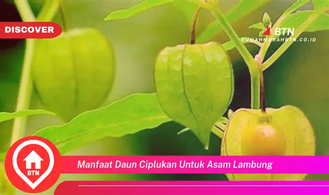 manfaat daun ciplukan untuk asam lambung